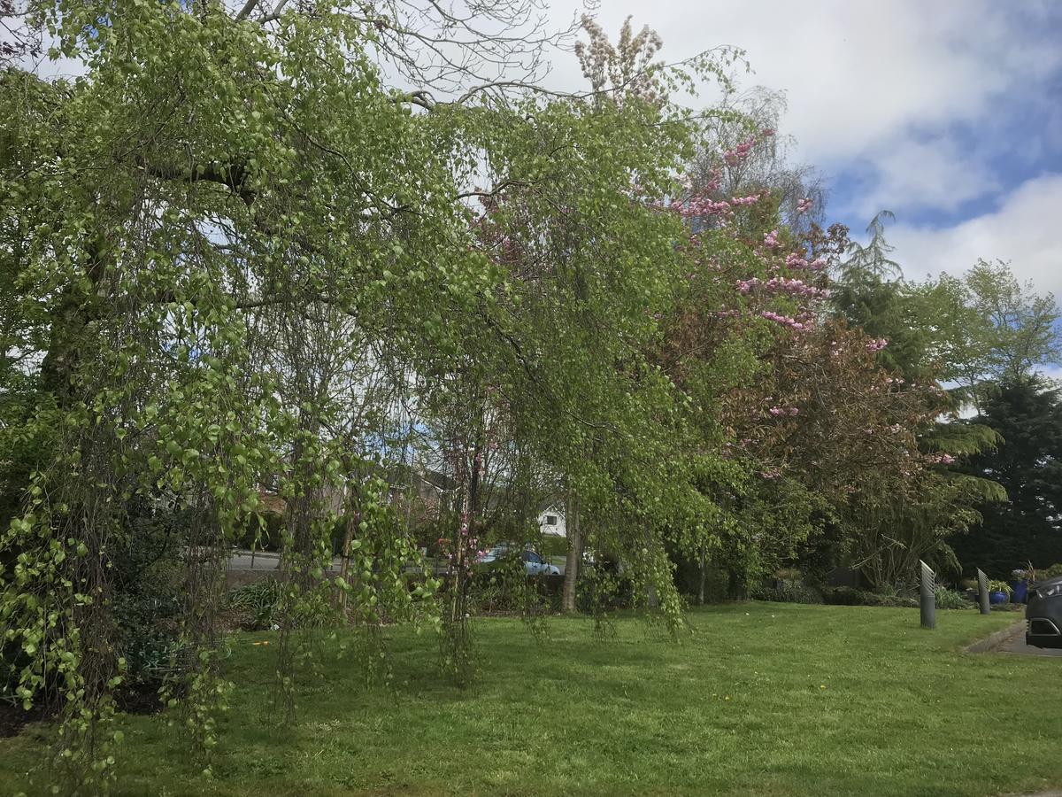 Bramble Lodge Blarney Buitenkant foto